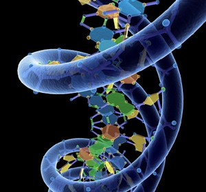 Image from 3Dscience.com Gnome Assembler